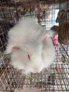Albino English Angora Doe