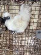 Silkie Rooster - 4 Mos Old