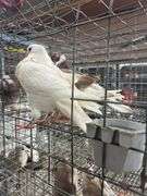 2 Homer Pigeons