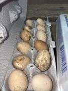 1 Doz Fertile Guinea Eggs