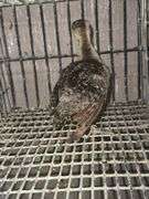 Indian Blue Peachick
