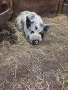 Boar Kune Kune Potbelly Juilanna Cross Pig