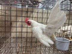 White Old English Bantam Rooster