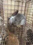 Mini Lop Cross Buck - 10 Wks Old