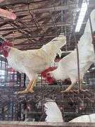 2 Leghorn Roosters