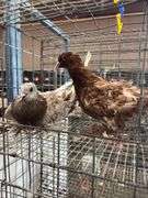 Pair of Young Red Frillback Pigeons