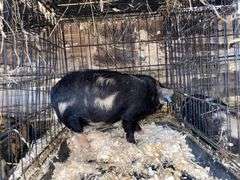 Female Kune Kune Pig