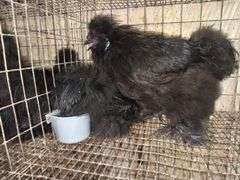 2 Black Bearded Silkies