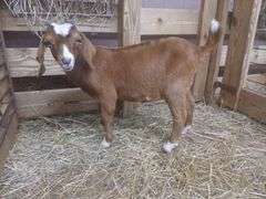 Brown & White Boer Nanny