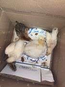 5 Chicks - 3 White, 1 Brown Feather Bantam & 1 Brown Bantam