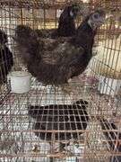 2 Silkie Hens