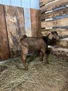 Brown & Black Spotted Boer Billy