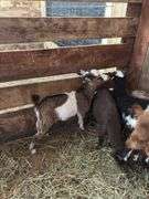 Brown & White Nigerian Dwarf Billy
