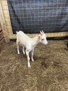White Saanen Alpine Buckling - 3.5 Months Old