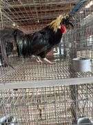 Polish Rooster