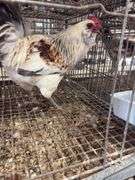 Young Easter Egger Rooster