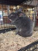 Proven Rex Sr Buck w/ Pedigree - Friendly - Has Scuffed Up Eye
