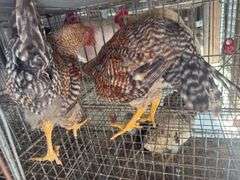 2 Bielefelder Roosters