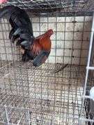 BB Red Banty Rooster