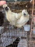 2 Silkie Hens