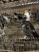4 White Face Black Spanish Pullets