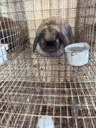 Holland Lop Doe "Rozzy"