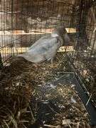 Silver Swedish Hen - 5-6 Months Old