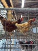 2 Barnyard Mix Hens