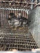 3 Sapphire Gem Pullets