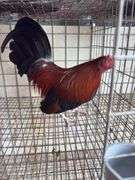 BB Red Banty Rooster