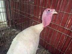 Heritage Tom Turkey - 5 Months Old