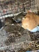 4 Meat Rabbits