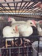3 White Leghorn Cockerels
