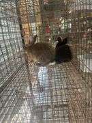 2 Flemish Giant Cross Does