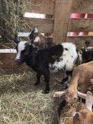 Black & White Spotted Nigerian Dwarf Billy