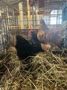 2 Laying Hens - 1 Jersey Giant "Gertie" & 1 Golden Comet "Comet"