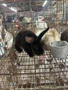 2 Mini Rex Bucks