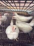3 White Leghorn Cockerels
