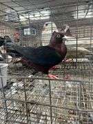 Unsexed Arch Angel Pigeon