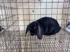 Mini Lop Cross Buck