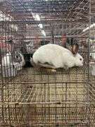 California Doe - 15 Wks Old