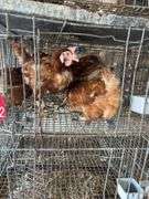 5 Golden Comet Laying Hens