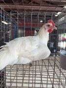 White Zombie Rooster