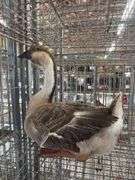 African Goose Hen