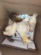 5 Chicks - 3 White, 1 Brown Feather Bantam & 1 Brown Bantam