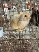 2 Bunnies