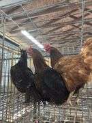 3 Hens - 1 Rhode Island, 1 Crested & 1 Mix