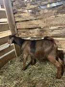 Brown & Black Spotted Boer Billy
