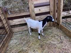 White & Black Nigerian Dwarf Nanny - DOB: 5/28/25