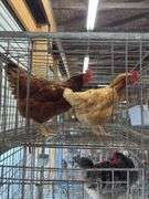 2 Barnyard Mix Hens